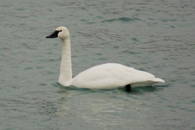 Tundra Swan