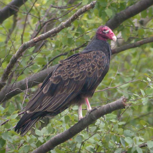 Turkey Vulture