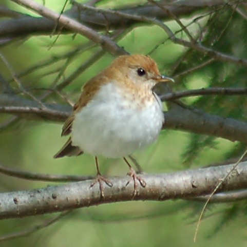 Veery photo #2