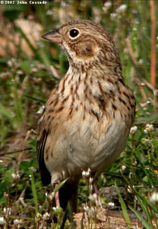 Vesper Sparrow Photo 2