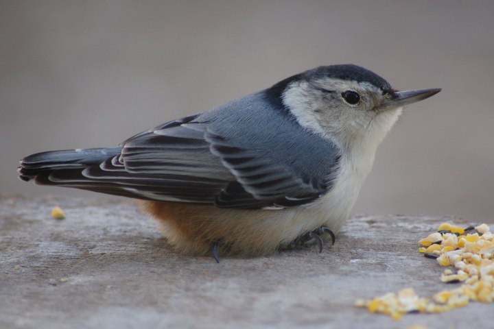 White-breasted Nuthatch photo #4