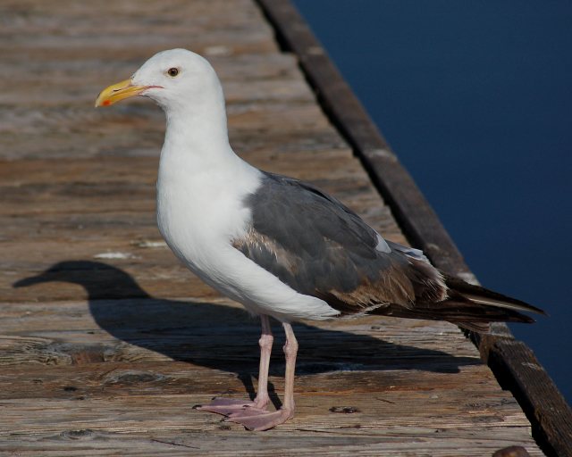 Western Gull (3rd year) photo #2