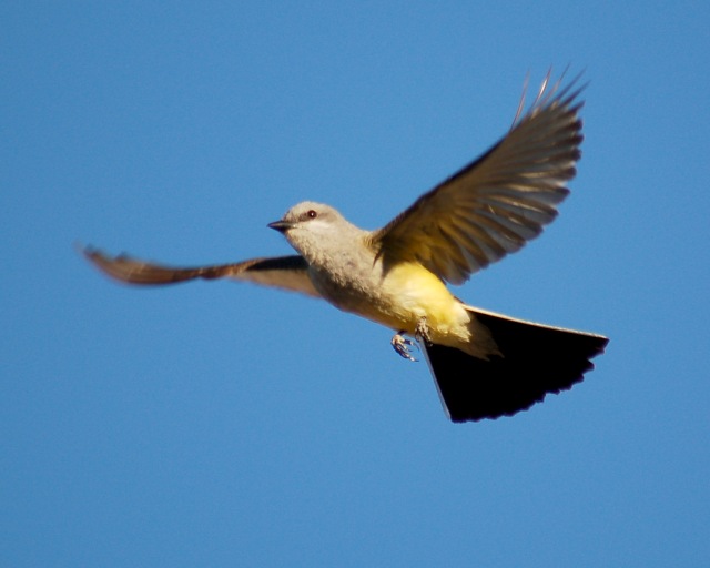 Western Kingbird photo #2