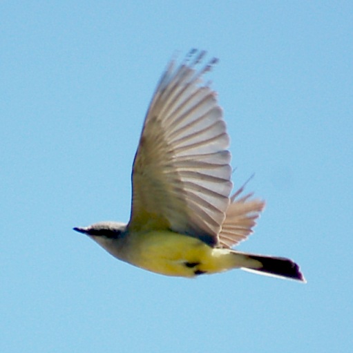 Western Kingbird photo #2