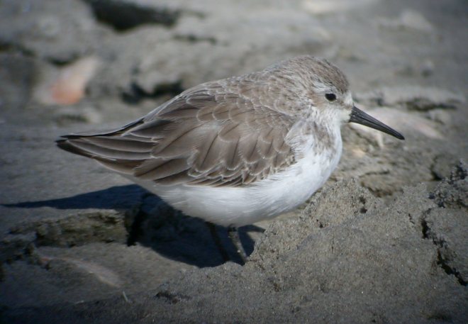 Western Sandpiper photo #1