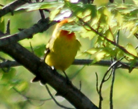 Western Tanager