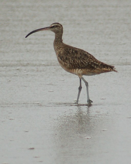Whimbrel