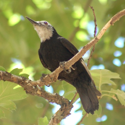 White-headed Woodpecker photo #2