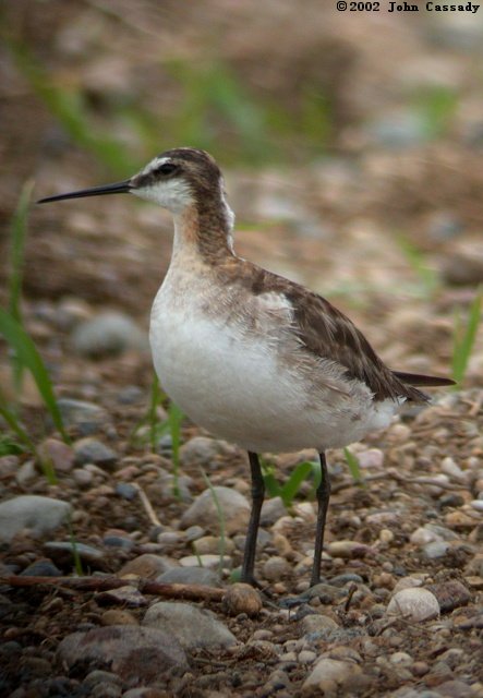 Wilson's Phalarope (adult male)