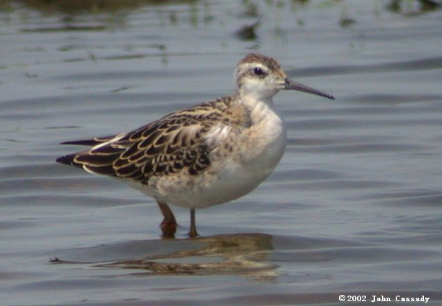 Wilson's Phalarope