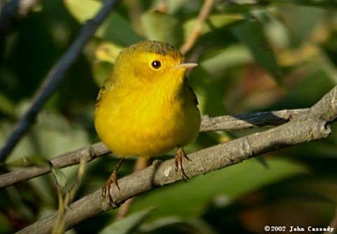 Wilson's Warbler Photo 5