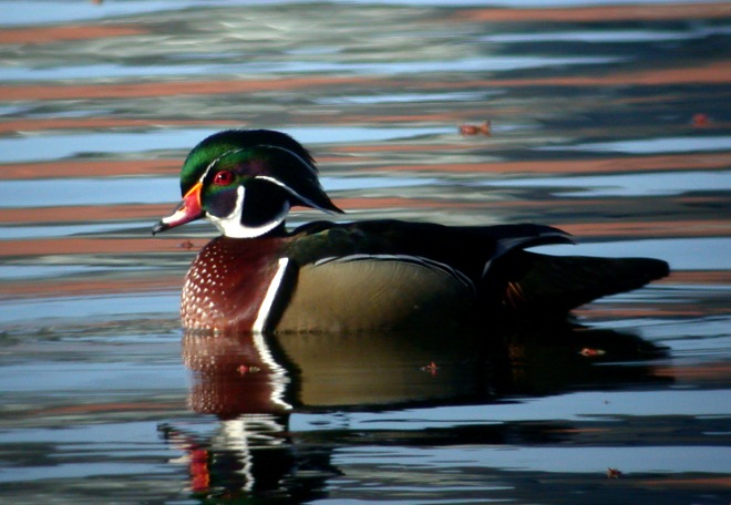 Wood Duck Photo 10