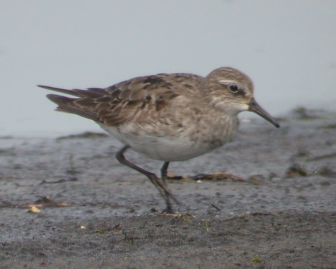 White-rumped Sandpiper Photo #3