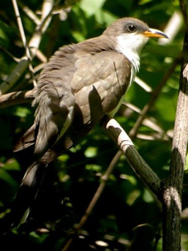Yellow-billed Cuckoo photo #2