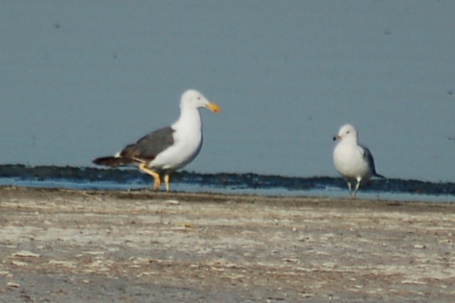 Yellow-footed Gull (3rd Summer) photo #1