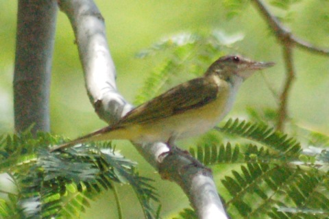 Yellow-green Vireo