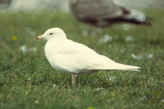 Albino Ring-billed Gull