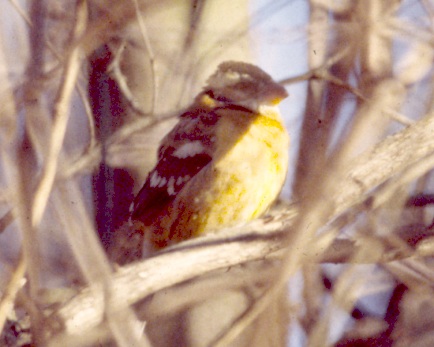 Black-headed Grosbeak