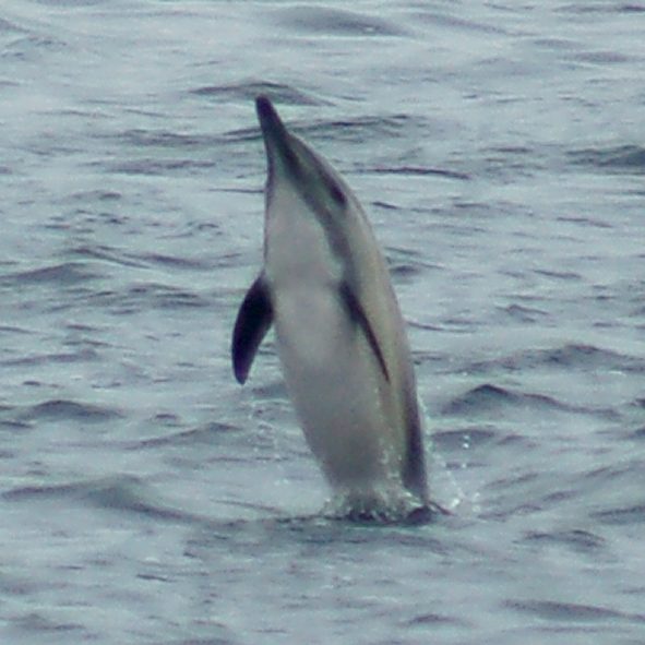 Common Dolphin photo #2