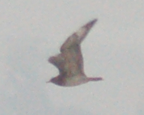 Parasitic Jaeger (1st winter) photo #2