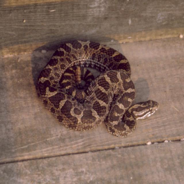 Eastern Massasauga Rattlesnake photo #1
