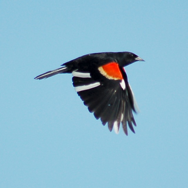 Red-winged Blackbird (partial albino)