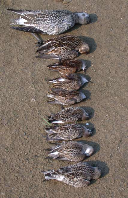 shorebird kill photo #1