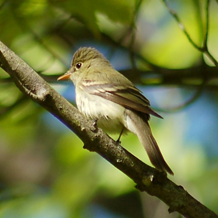 Acadian Flycatcher photo #1