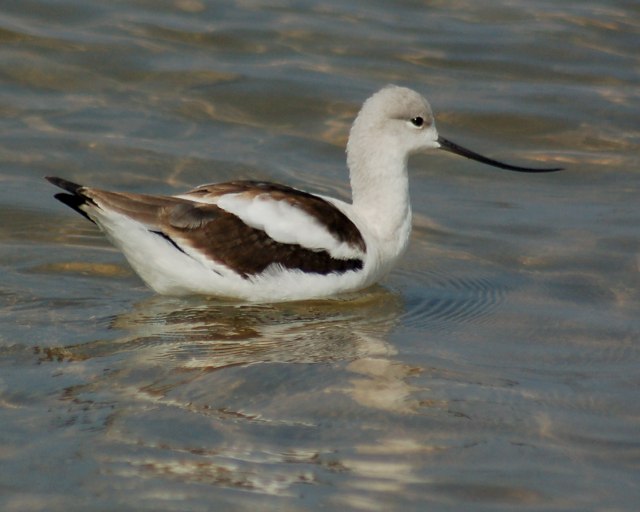 American Avocet (basic plumage)