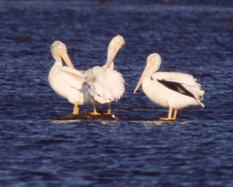 American White Pelican