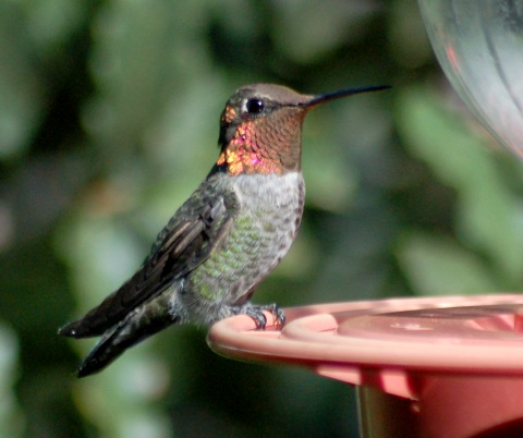 Anna's Hummingbird photo #4