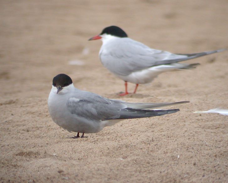 Arctic Tern (adult) Photo 3