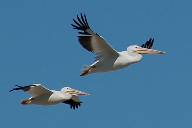 American White Pelican
