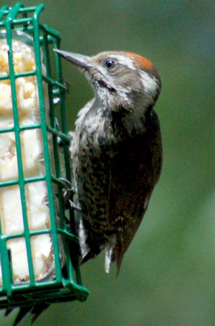 Arizona Woodpecker
