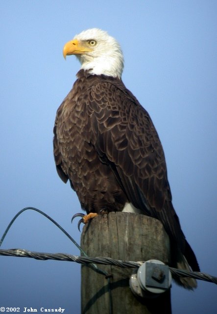 Bald Eagle