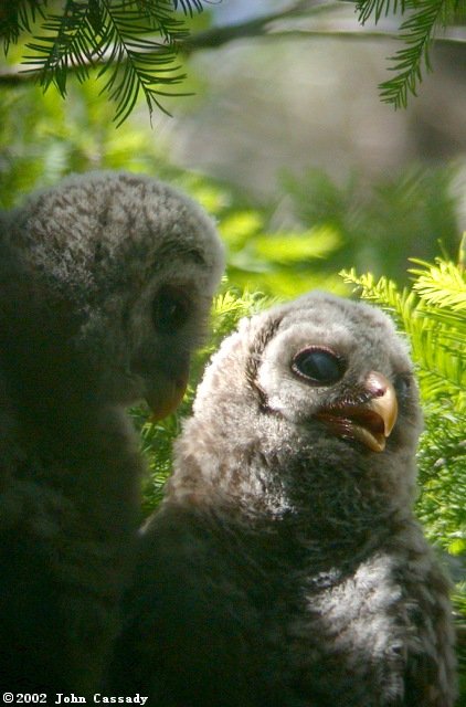 Barred Owl (young)