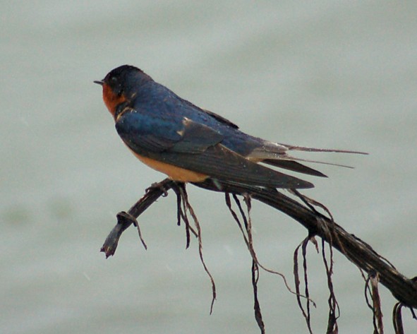 Barn Swallow photo #4