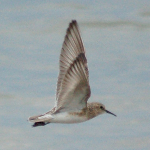 Baird's Sandpiper (adult in flight)