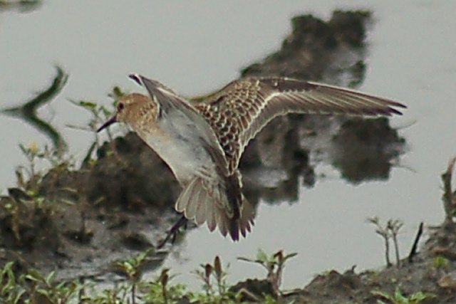 Baird's Sandpiper (juvenile in flight)
