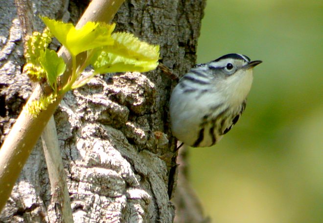 Black and White Warbler (female) photo #7