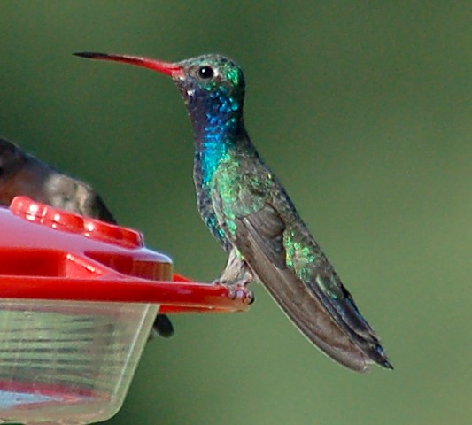 Broad-billed Hummingbird 