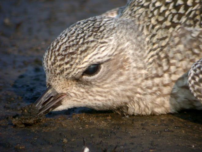 dying Black-bellied Plover