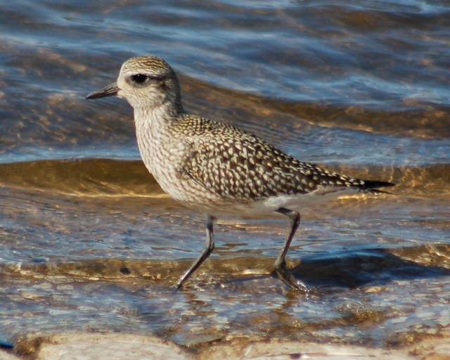 Black-bellied Plover (fresh juvenile) photo #4