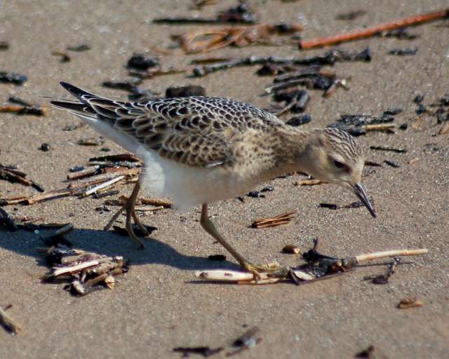 Buff-breasted Sandpiper