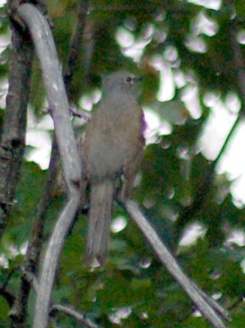 Brown-backed Solitaire