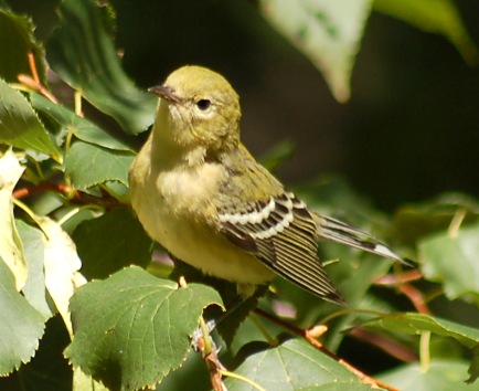 Bay-breasted Warbler (1st fall female)