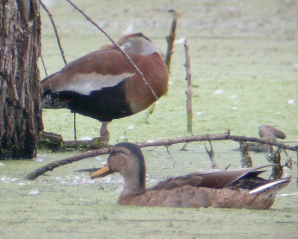 Black-bellied Whistling-duck Photo #2
