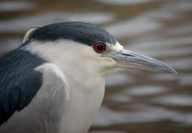 Black-crowned