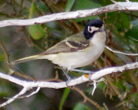 Black-capped Vireo