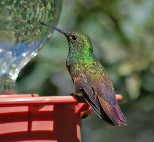 Berylline Hummingbird 